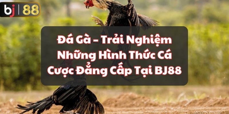 Đá Gà – Trải Nghiệm Những Hình Thức Cá Cược Đẳng Cấp Tại BJ88