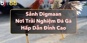 Sảnh Digmaan - Nơi Trải Nghiệm Đá Gà Hấp Dẫn Đỉnh Cao