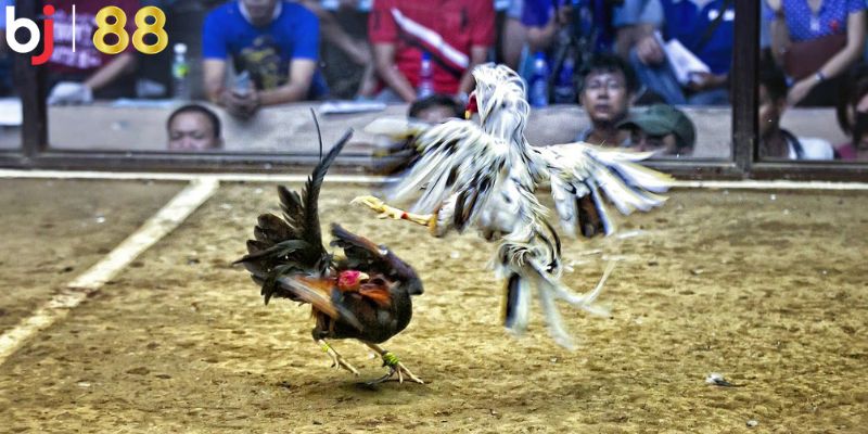 Tuân thủ quy định tại sảnh Digmaan