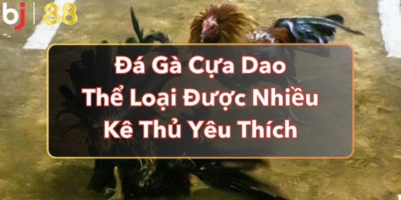 Đá Gà Cựa Dao - Thể Loại Được Nhiều Kê Thủ Yêu Thích