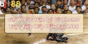 Gợi Ý Các Trận Đá Gà Thomo Trực Tiếp Hấp Dẫn Tại BJ88