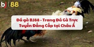  Đá gà BJ88 - Trang Đá Gà Trực Tuyến Đẳng Cấp tại Châu Á