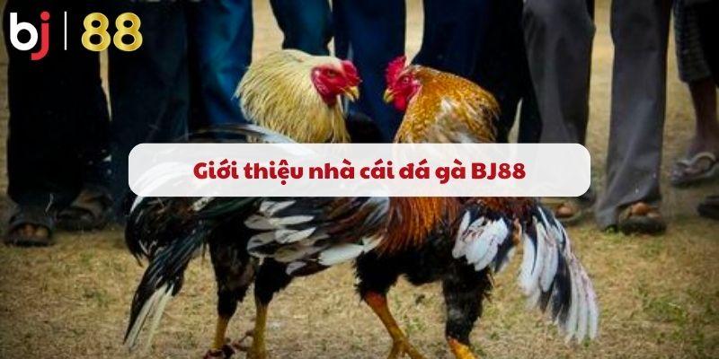 Giới thiệu nhà cái đá gà BJ88