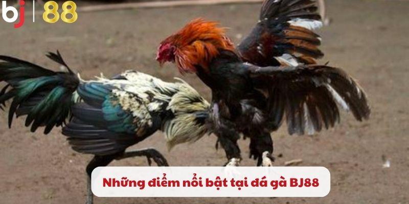  Những điểm nổi bật tại đá gà BJ88